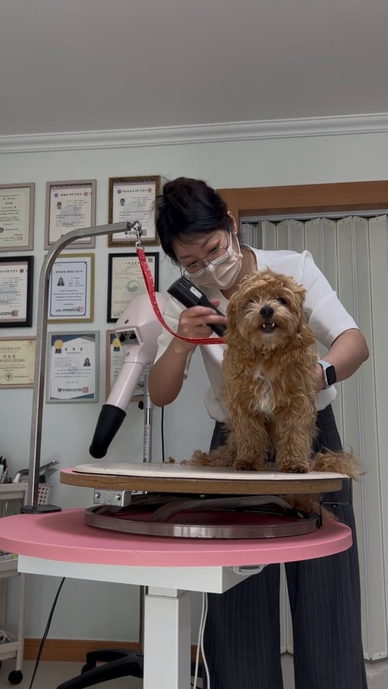 갈색 반려견의 몸을 가볍게 받친 채 클리퍼로 미용을 진행하는 모습
